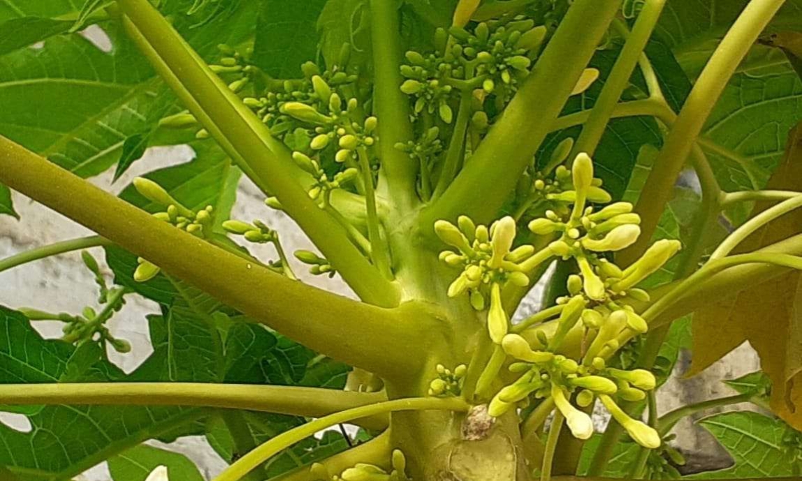 Olahan Bunga Pepaya Bermanfaat untuk Kesehatan