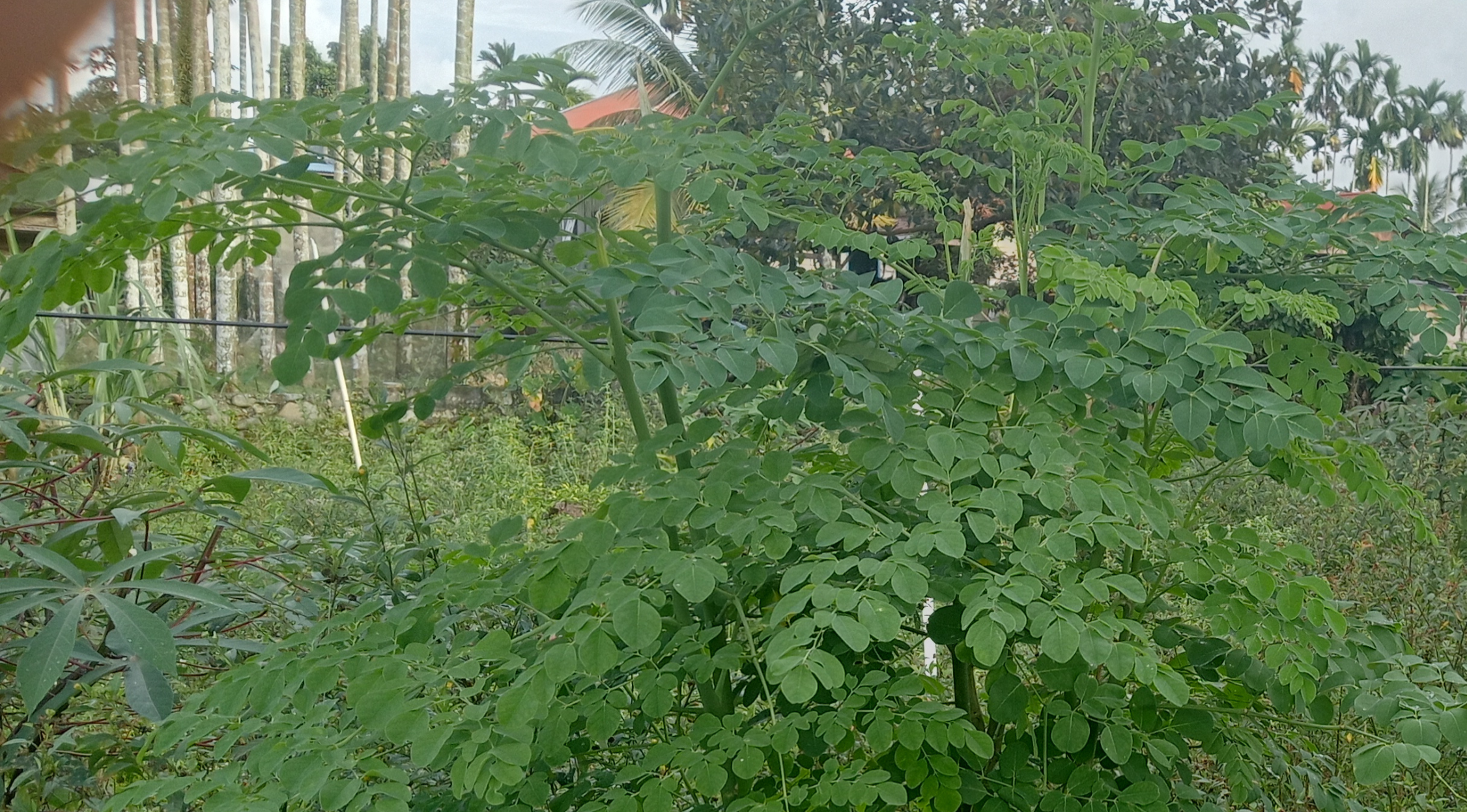 Olahan Daun Kelor Bermanfaat Untuk Ibu Menyusui dan Bayi